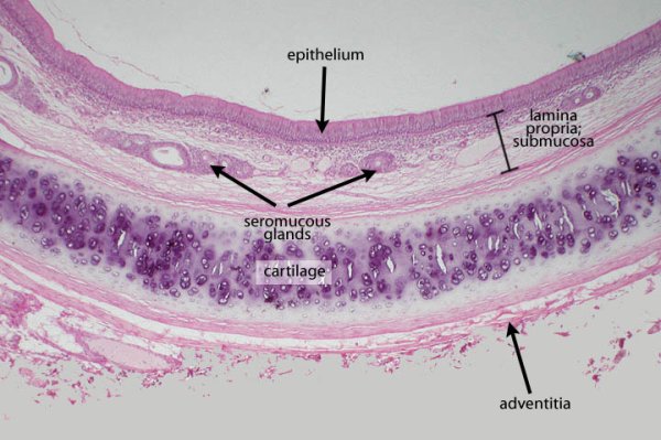 Слизистая оболочка гортани гистология