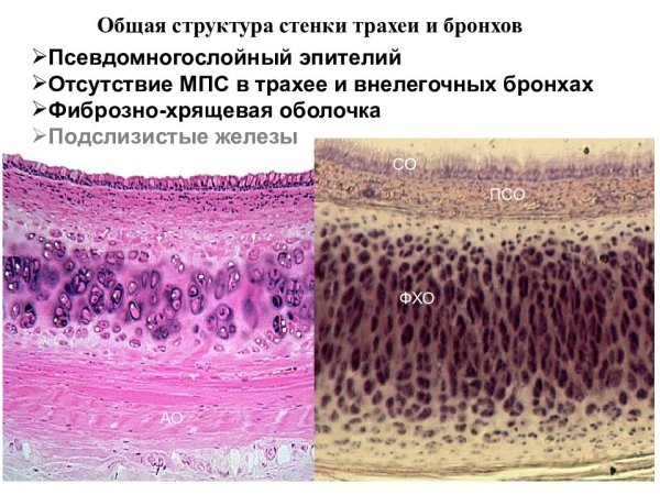Эпителий трахеи гистология препарат