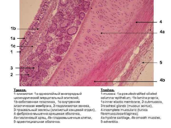 Однослойный мерцательный эпителий препарат