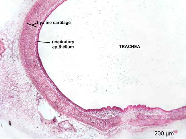 Хрящевая ткань гистология гиалиновый хрящ