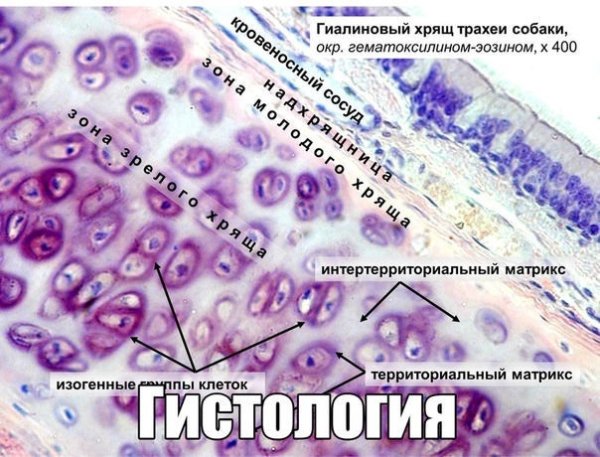 Трахея микропрепарат гистология