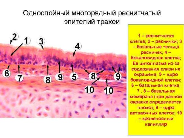 Trachea Histology