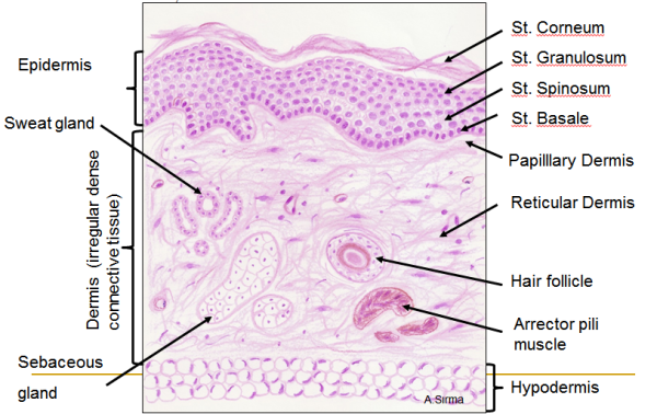 Атлас гистология дыхательная система