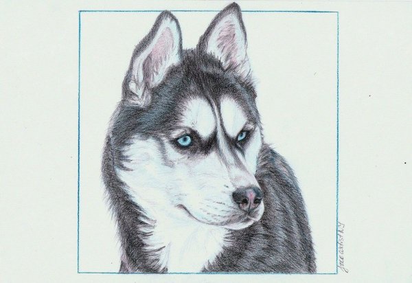 Хаски рисунок карандашом