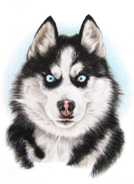 Хаски рисунок для срисовки
