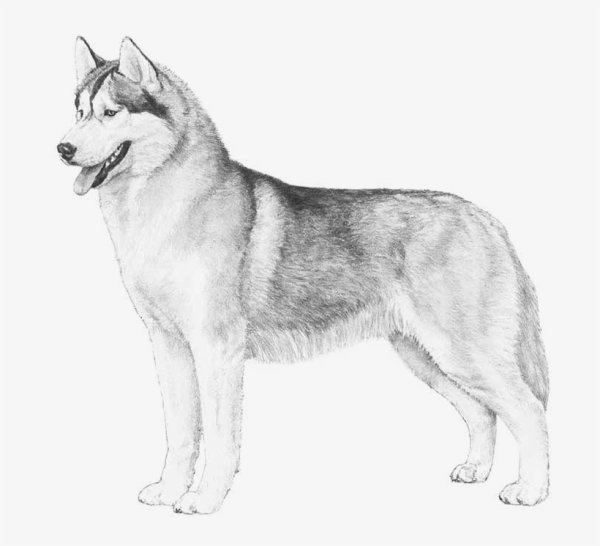 Хаски рисунок карандашом