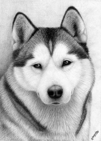 Аляскинский маламут рисунок