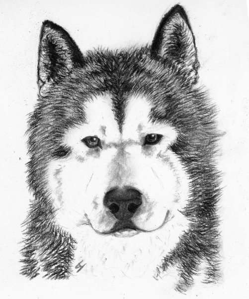 Хаски рисунок