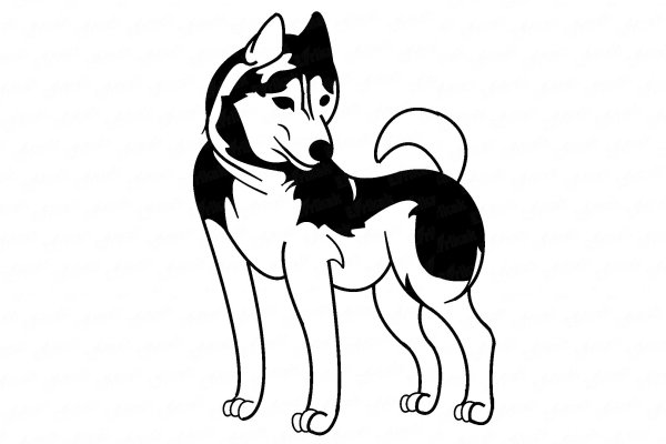 Раскраска хаски