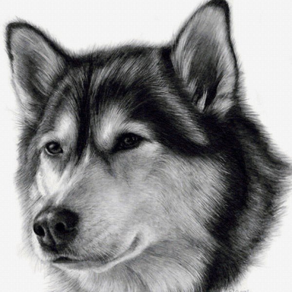 Хаски рисунок