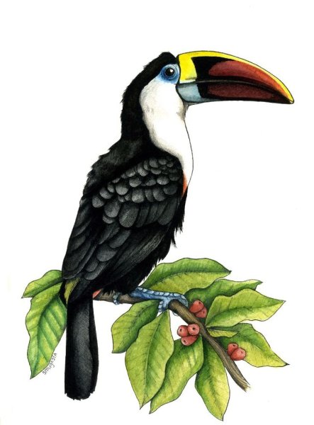 Тукан для детей