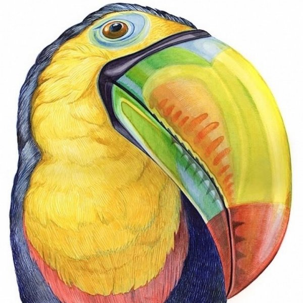 Тукан акварелью