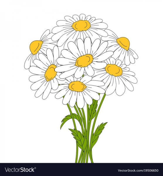 Нарисовать букет ромашек