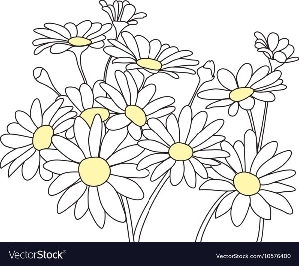 Букет ромашек для срисовки