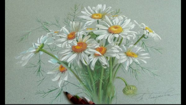 Ромашки Дейзи Флауэр