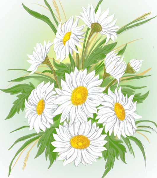 Цветок Ромашка карандашом