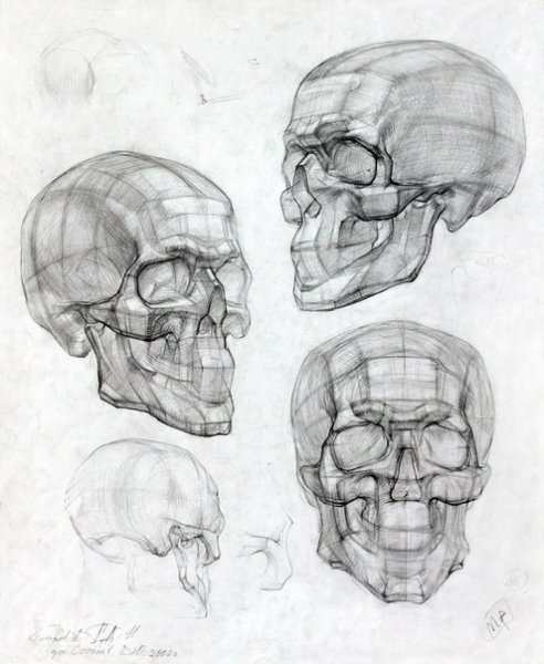 Готфрид Баммес анатомия черепа