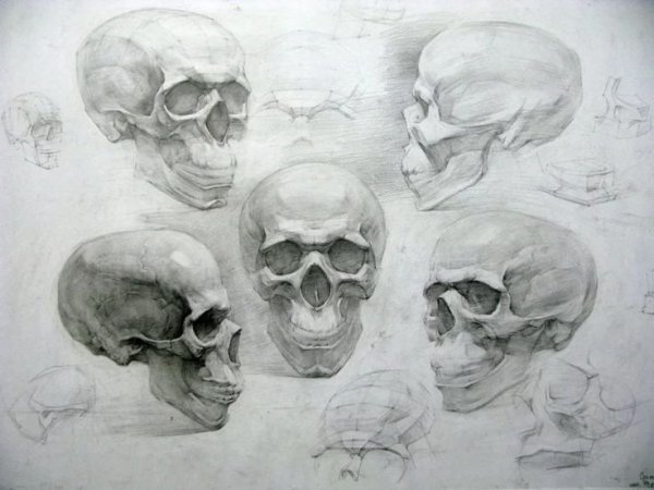Конструктивные зарисовки черепа