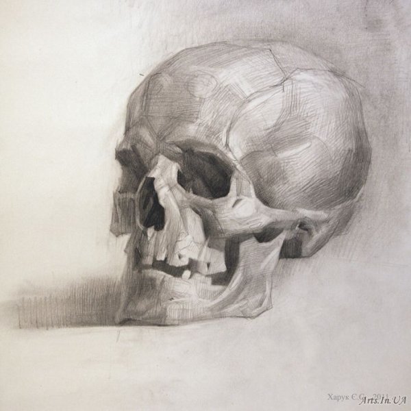 Череп Академический