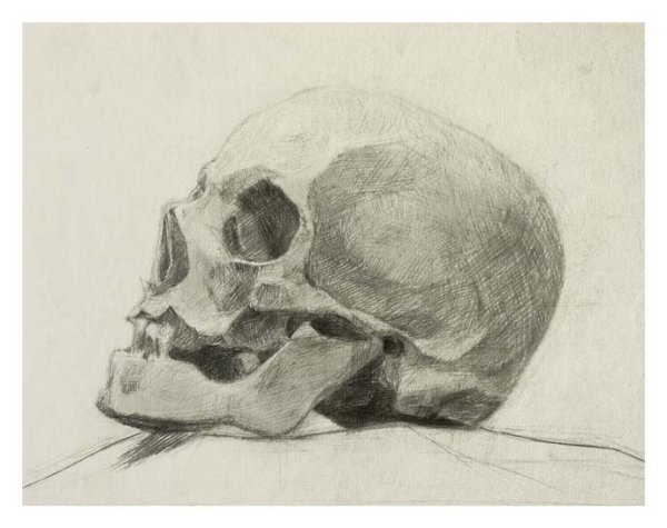 Рисунок черепа с натуры