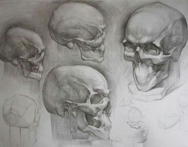 Анатомия черепа Рыжкин