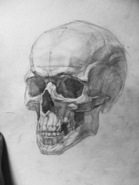 Построение черепа