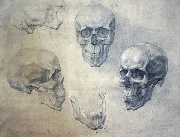 Череп Академия художеств Репина