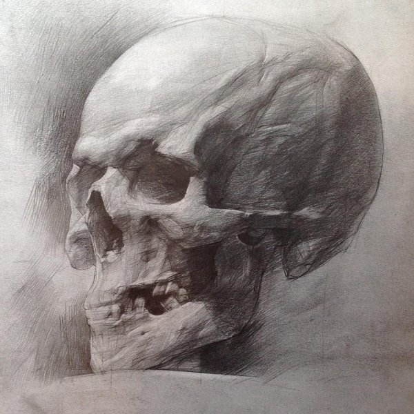 Академический рисунок черепа Академия художеств