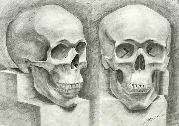 Череп Академический рисунок анфас