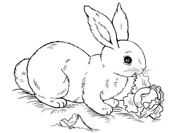 Раскраска Лев