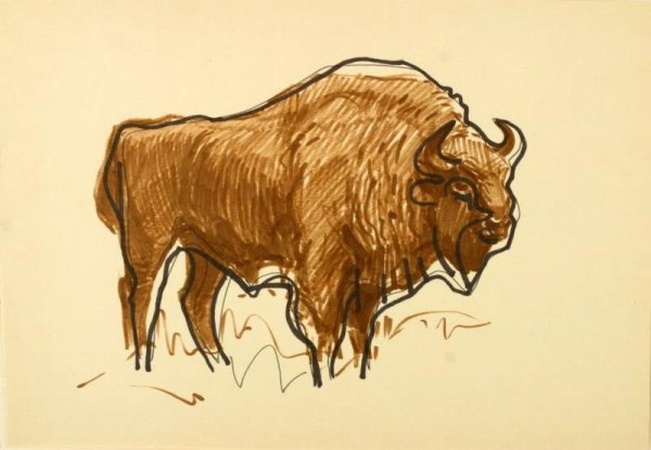 Наброски зубра