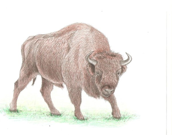 Бизон для детей