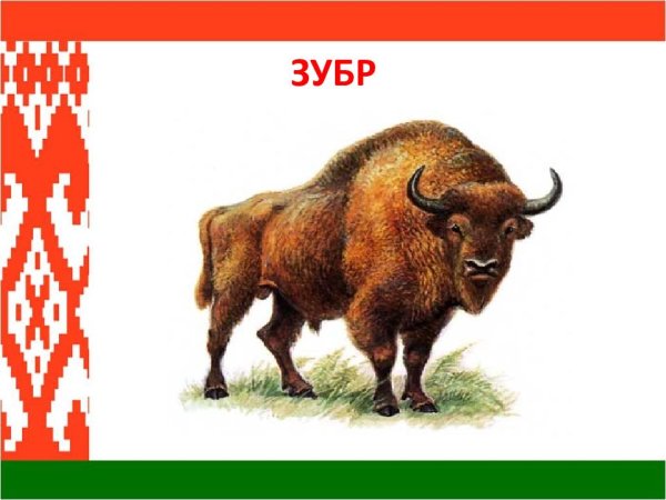 ЗУБР для детей