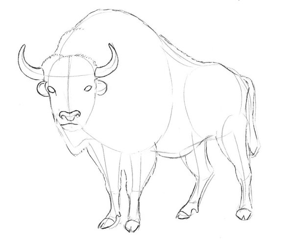 Нарисовать зубра карандашом