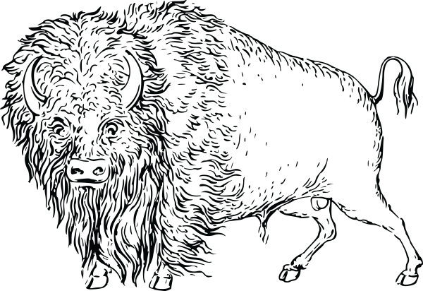 Бизон раскраска
