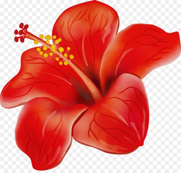 Гавайские цветы