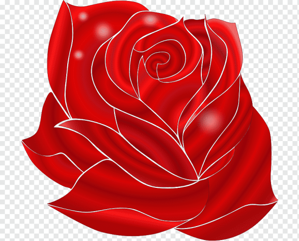 Роза мароон