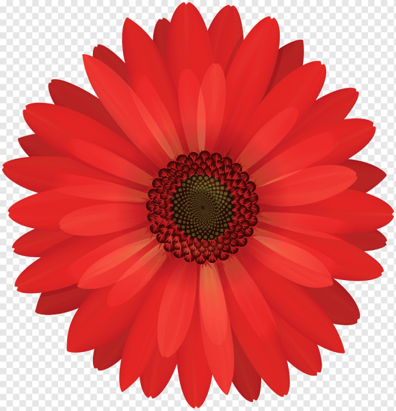 Цветы без фона