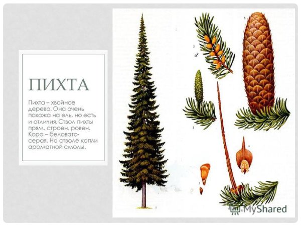 Пихта строение хвоинок