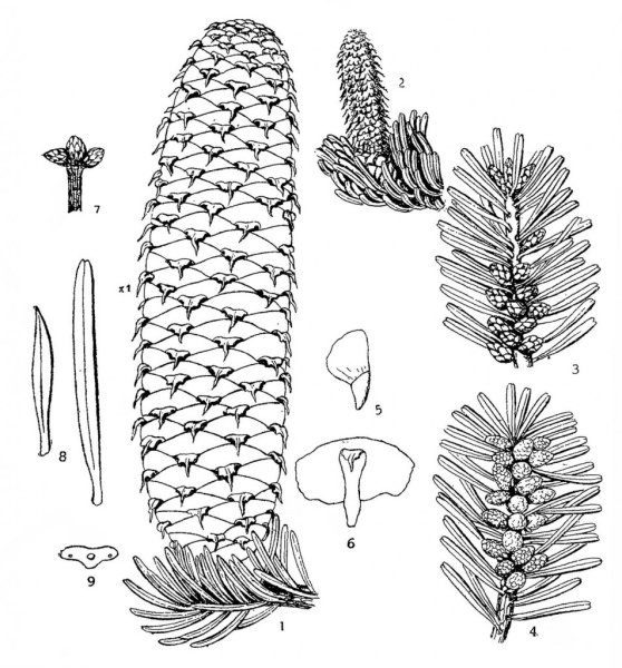 Пихта Сибирская семенные чешуи