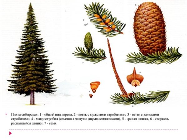 Пихта Сибирская расположение хвоинок