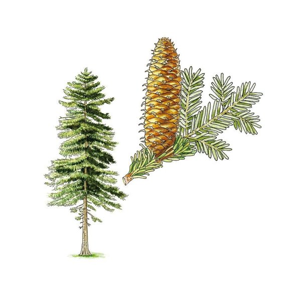Abies nordmanniana