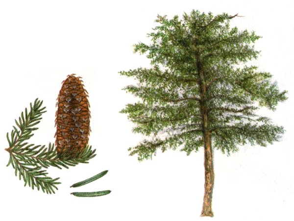 Ель, ёлка, сосна, лиственница