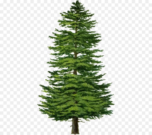 Пихта цельнолистная хвоя