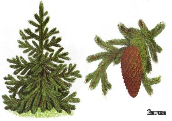 Пихта Сибирская раскраска
