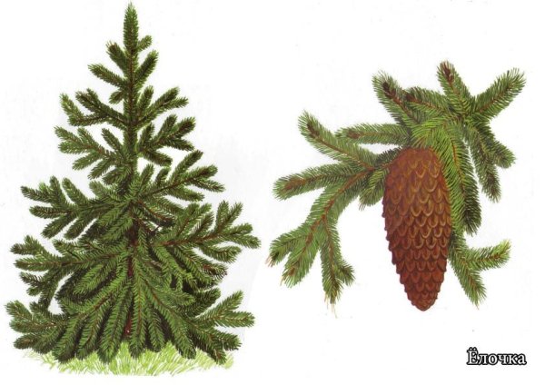 Шишки пихты