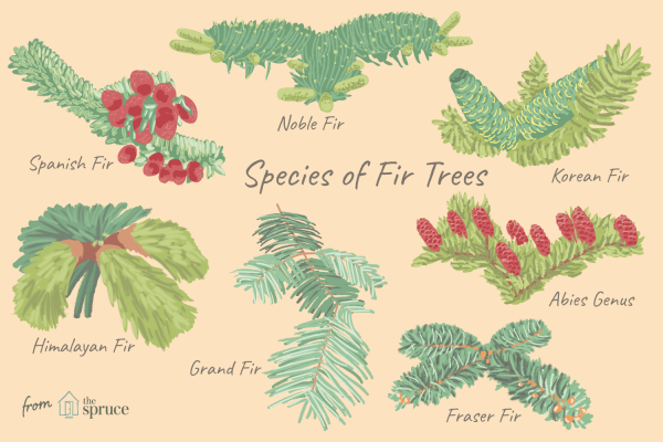 Ель Сибирская хвоинки