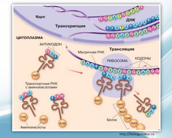 Процесс синтеза белка схема