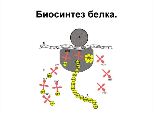 Схема синтеза белка в рибосоме трансляция
