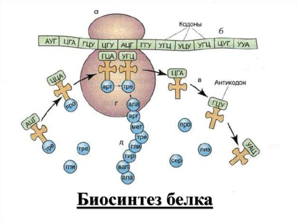 Схема синтеза белка в рибосоме трансляция